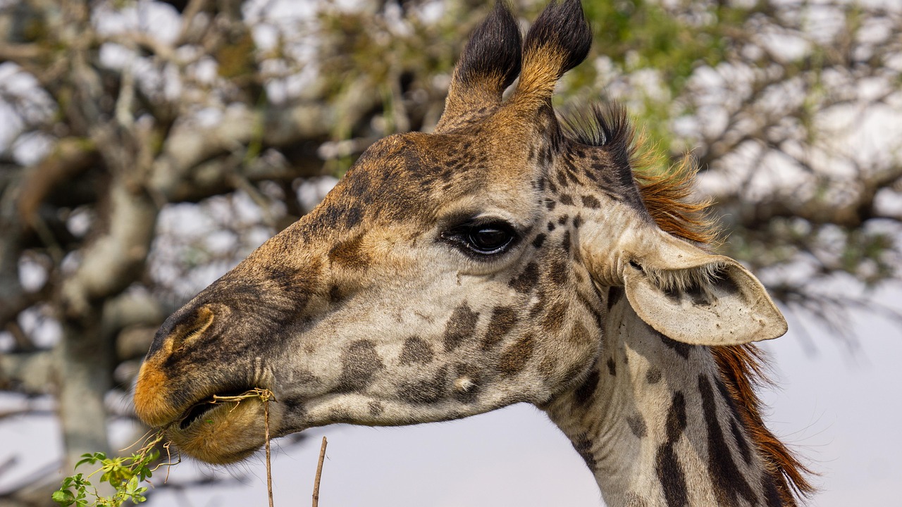 giraffe, animal, tanzania, africa, nature, wildlife, wilderness, giraffe, giraffe, giraffe, giraffe, giraffe, tanzania