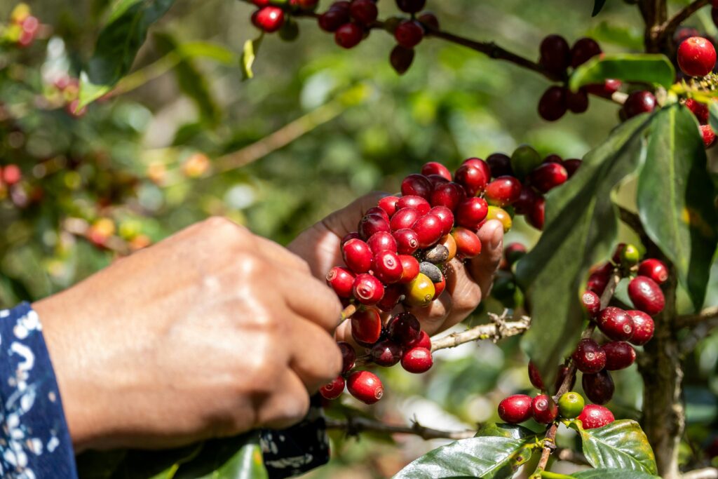 Hands carefully picking ripe coffee cherries from a plant outdoors in a sunny setting.