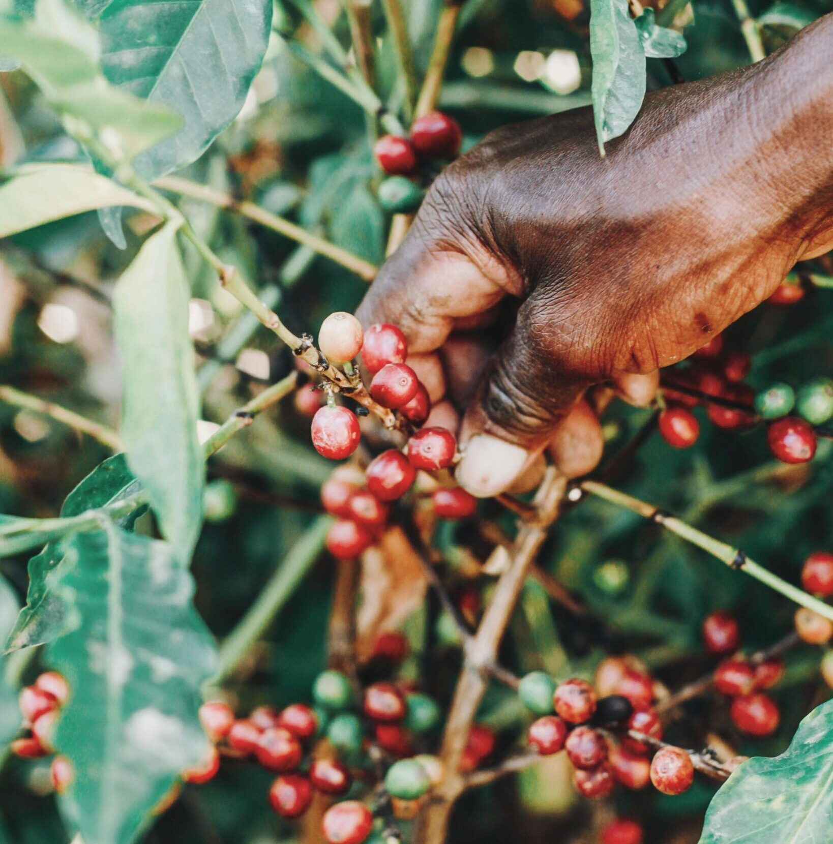 A farmer picking ripe coffee cherries, showcasing sustainable farming practices.